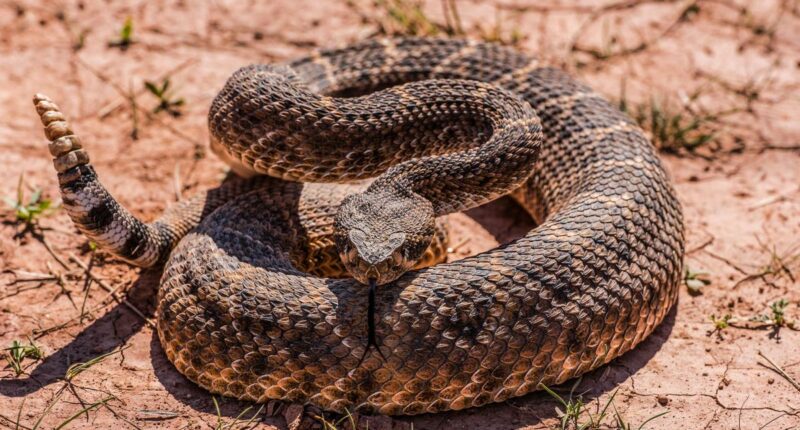 Most rattlesnake-infested areas in SoCal â here's where to avoid